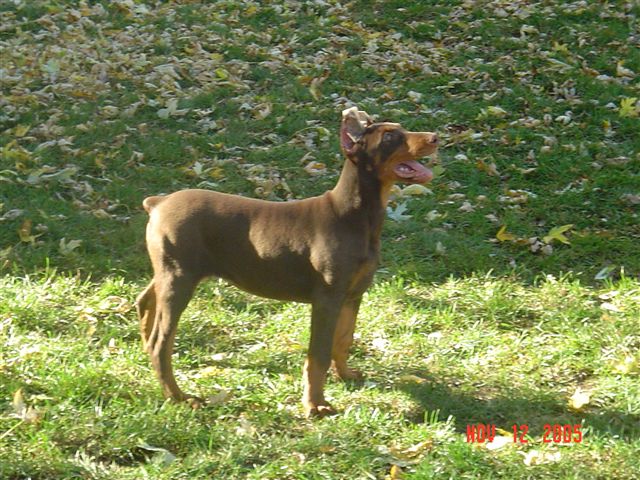 Taz & Keesha Pups 2005